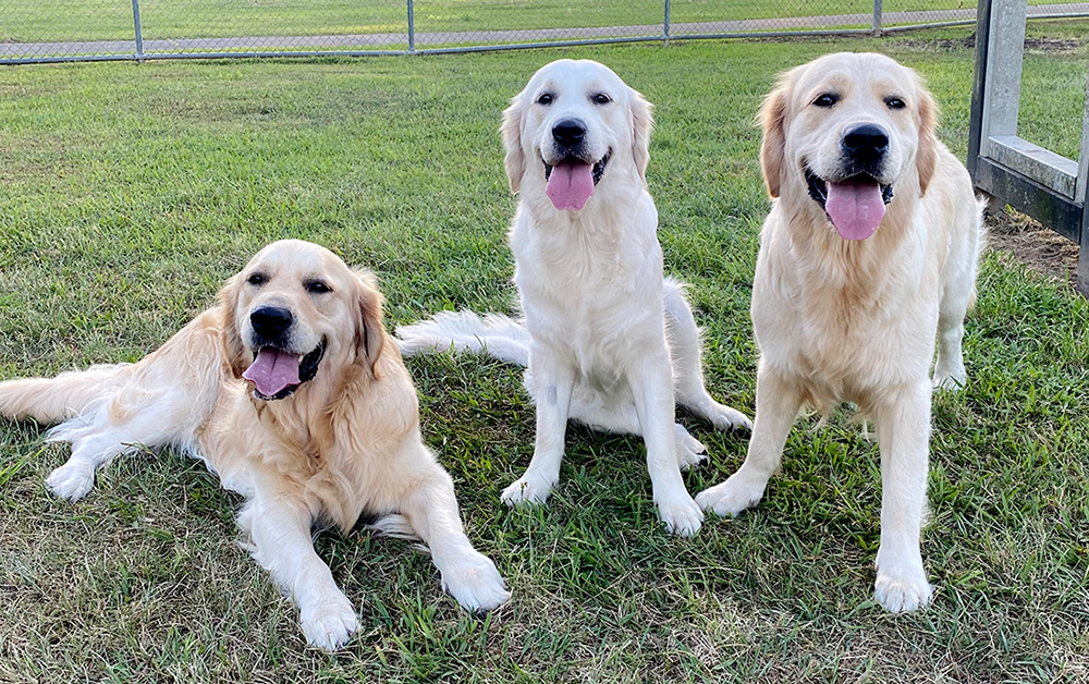 3 Goldens on the grass